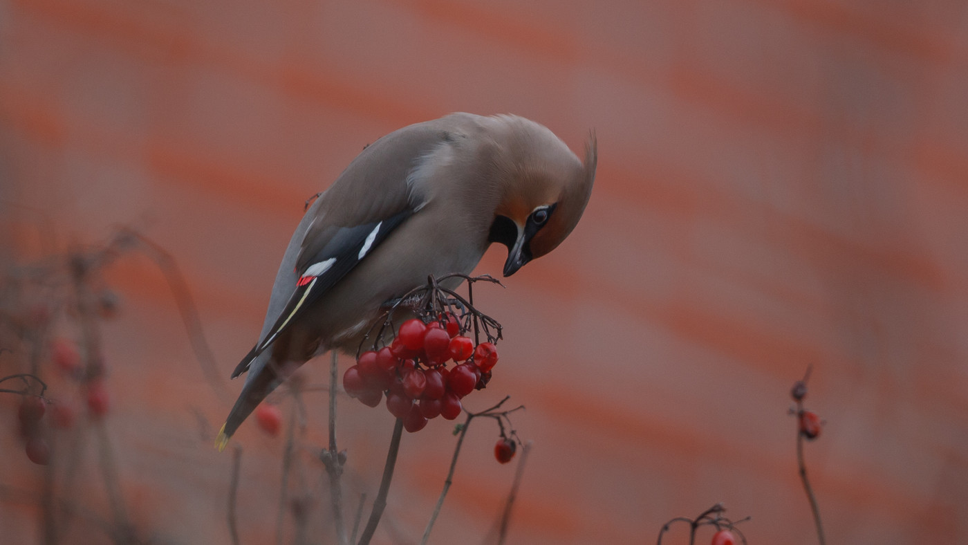 Pestvogel (Bombycilla garrulus) - Foto gemaakt in Hoorn
