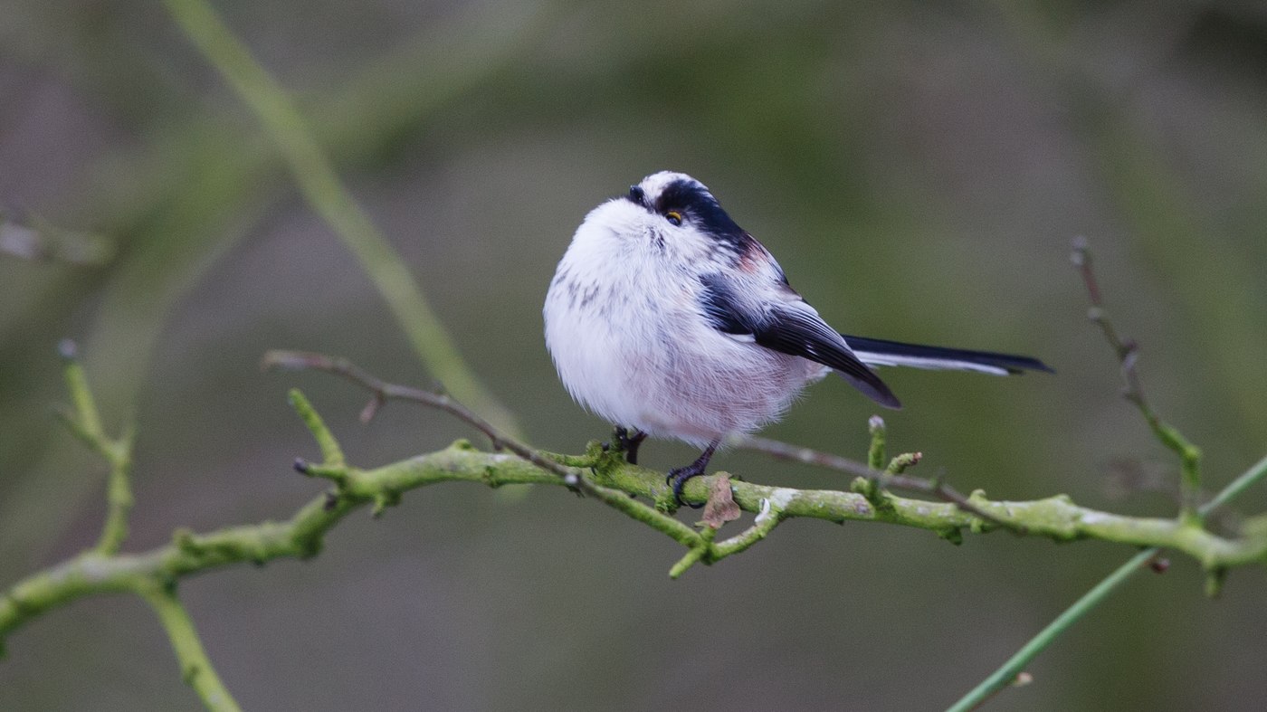Long-tailed Tit (Aegithalos caudatus) - Photo mede in Geestmerambacht