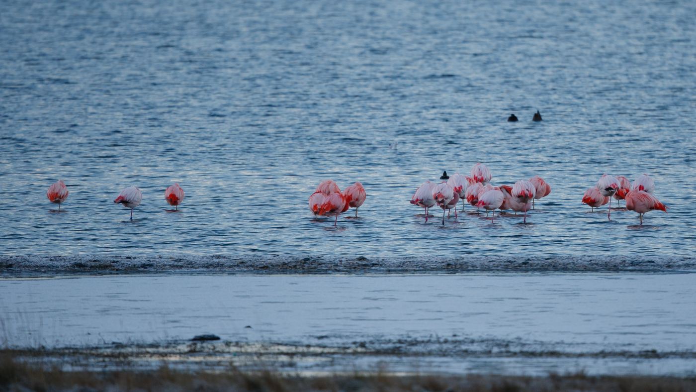 Greater Flamingo (Phoenicopterus roseus) - Photo made at the Grevelingenmeer