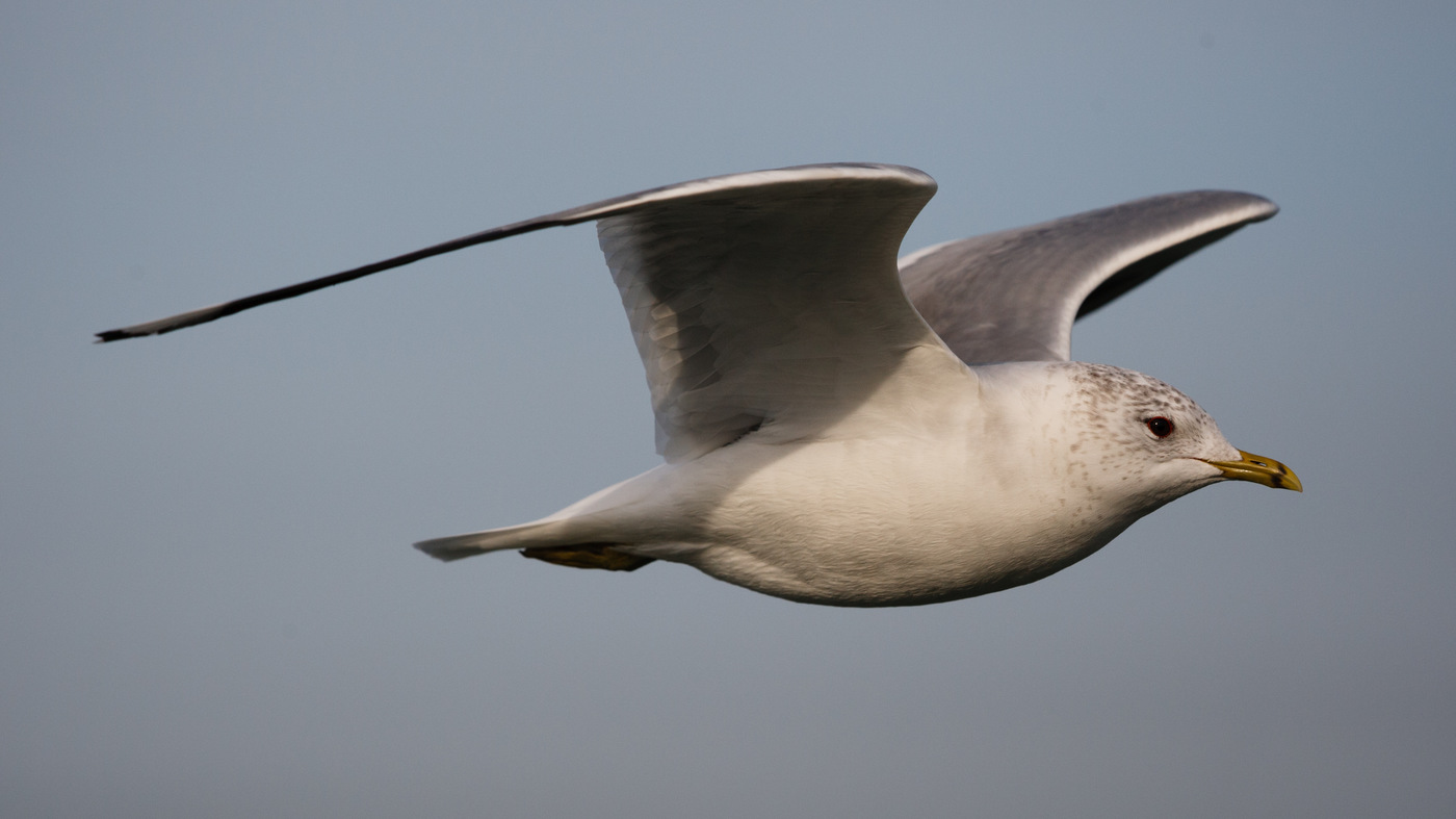 Mew Gull (Larus canus) - North Sea