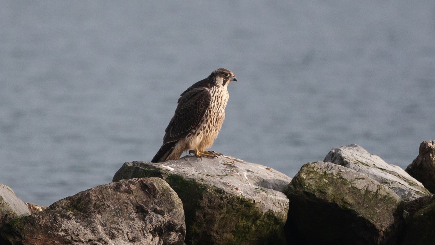 Peregrine Falcon (Falco peregrinus) - Photo made at the Grevelingenmeer