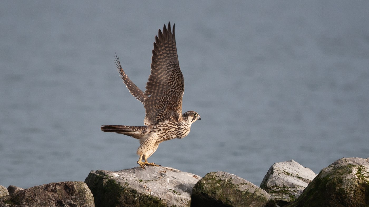 Slechtvalk (Falco peregrinus) - Foto gemaakt bij Bruinisse