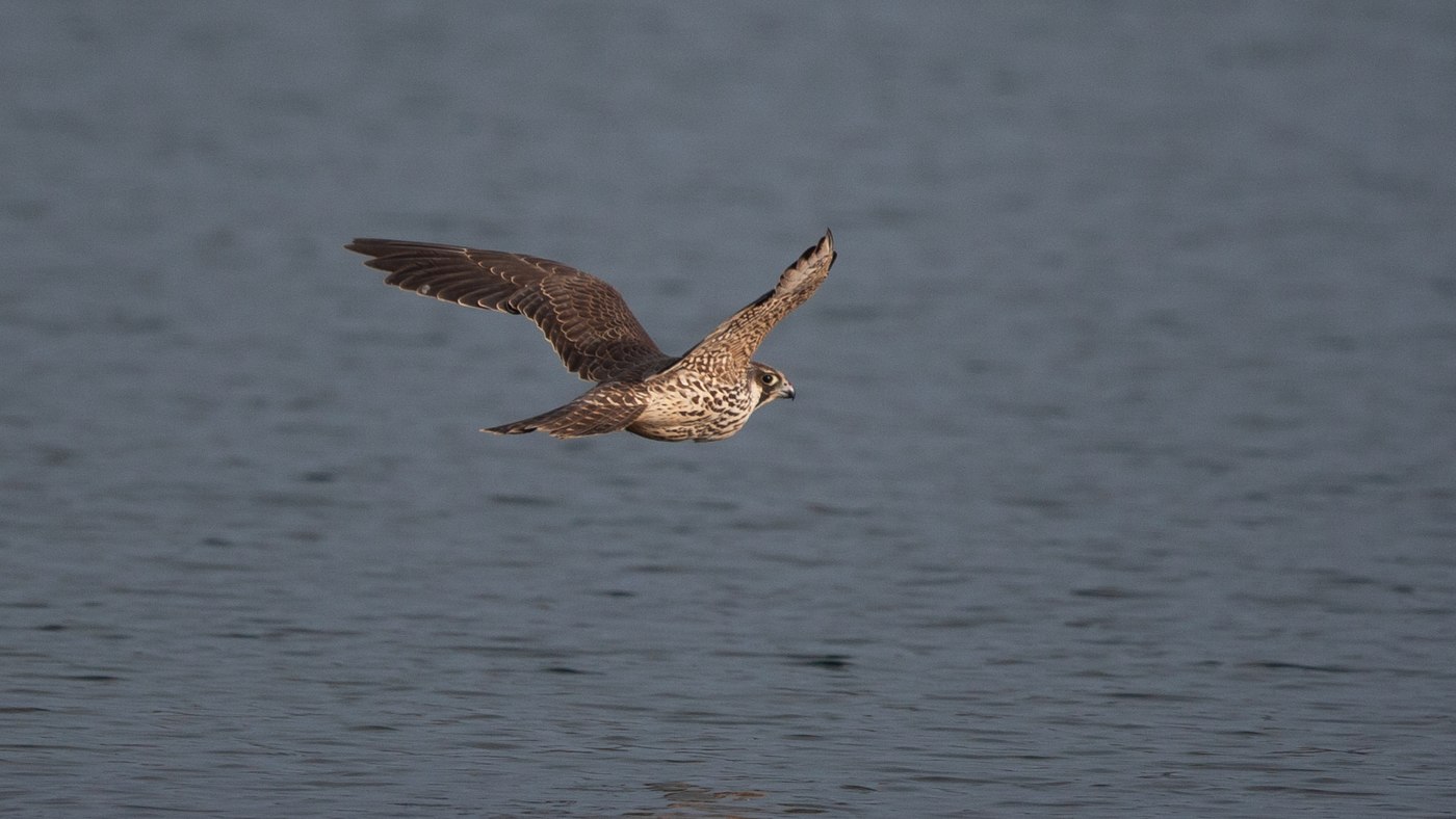 Slechtvalk (Falco peregrinus) - Foto gemaakt bij het Grevelingenmeer