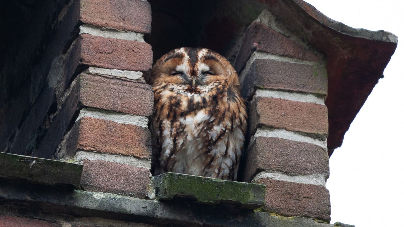 Tawny Owl (Strix aluco) - Photo made in Bussum