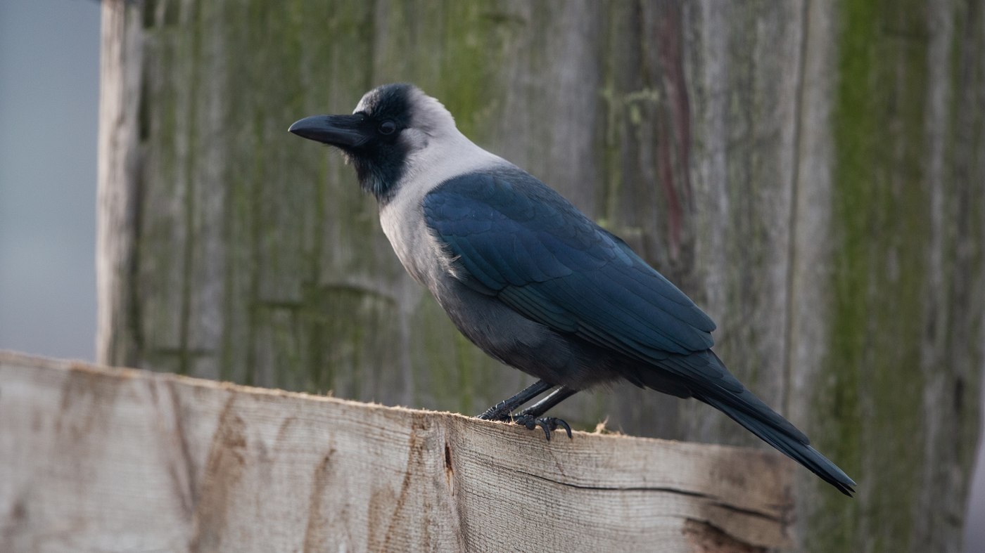 House Crow ssp zugmayeri (Corvus splendens zugmayeri) - Picture taken at the port of Hoek van Holland