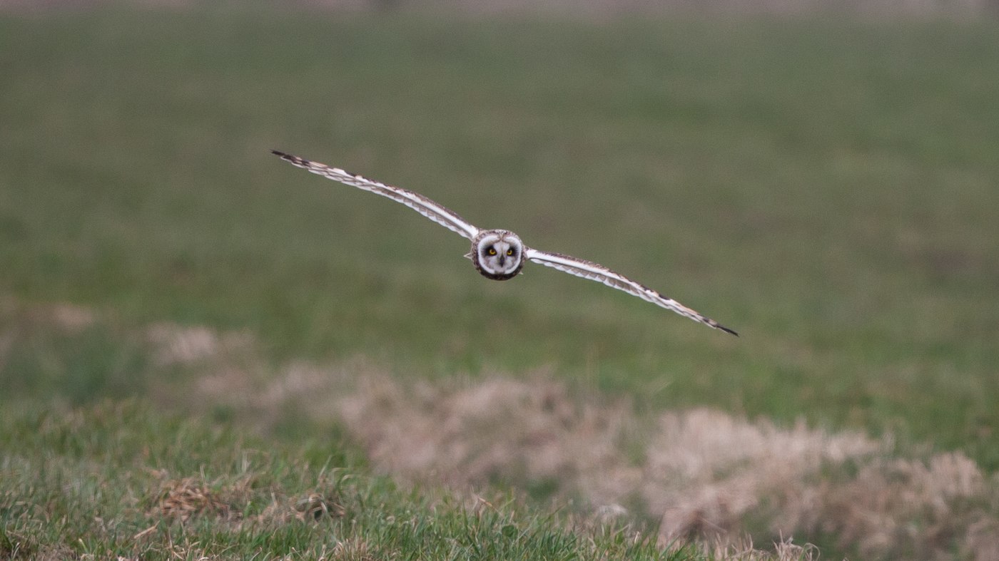 Short-eared Owl (Asio flammeus) - Photo made in the polder of Rosmalen
