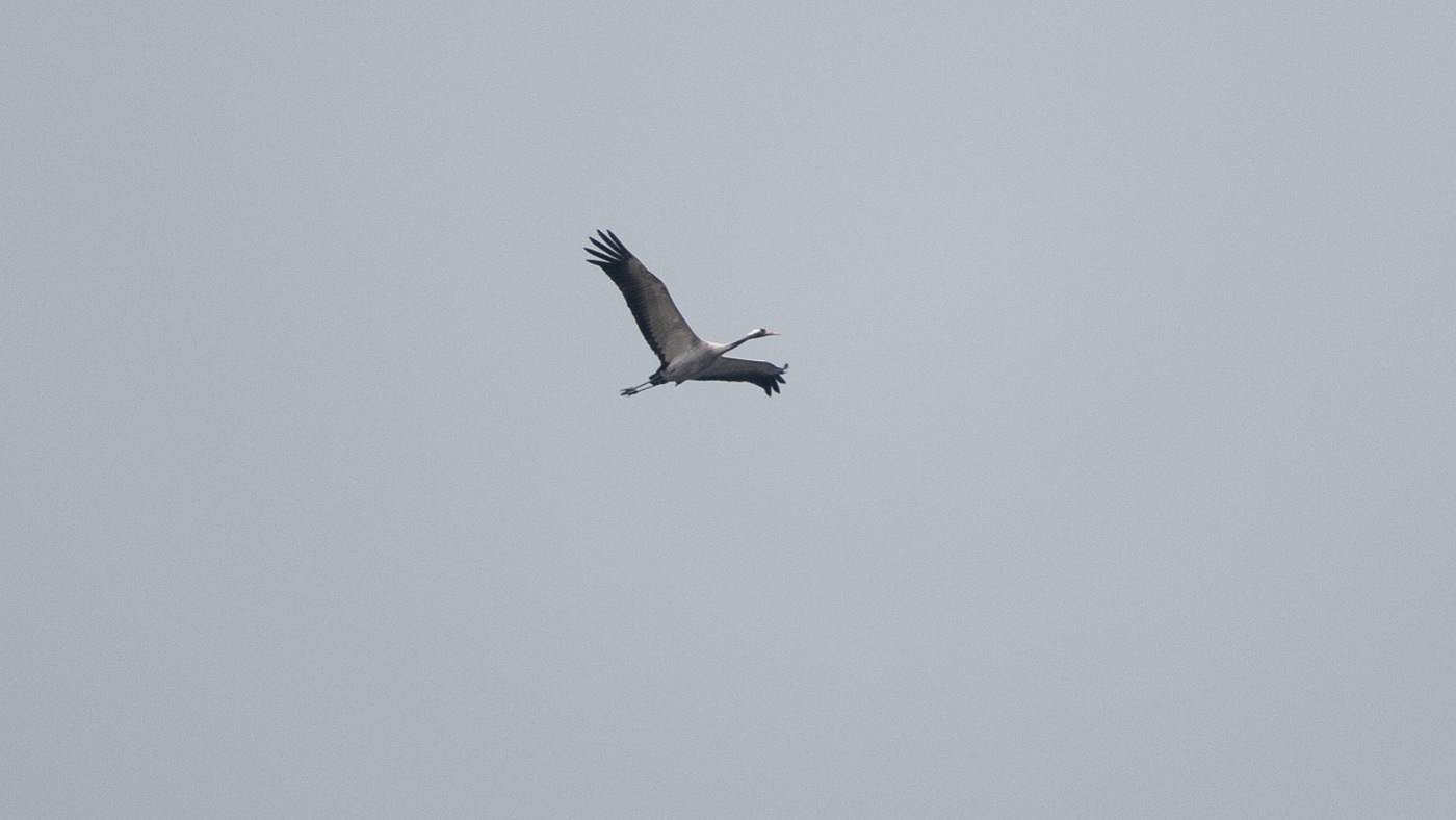 Common Crane (Grus grus) - Photo made at the migration site Kamperhoek