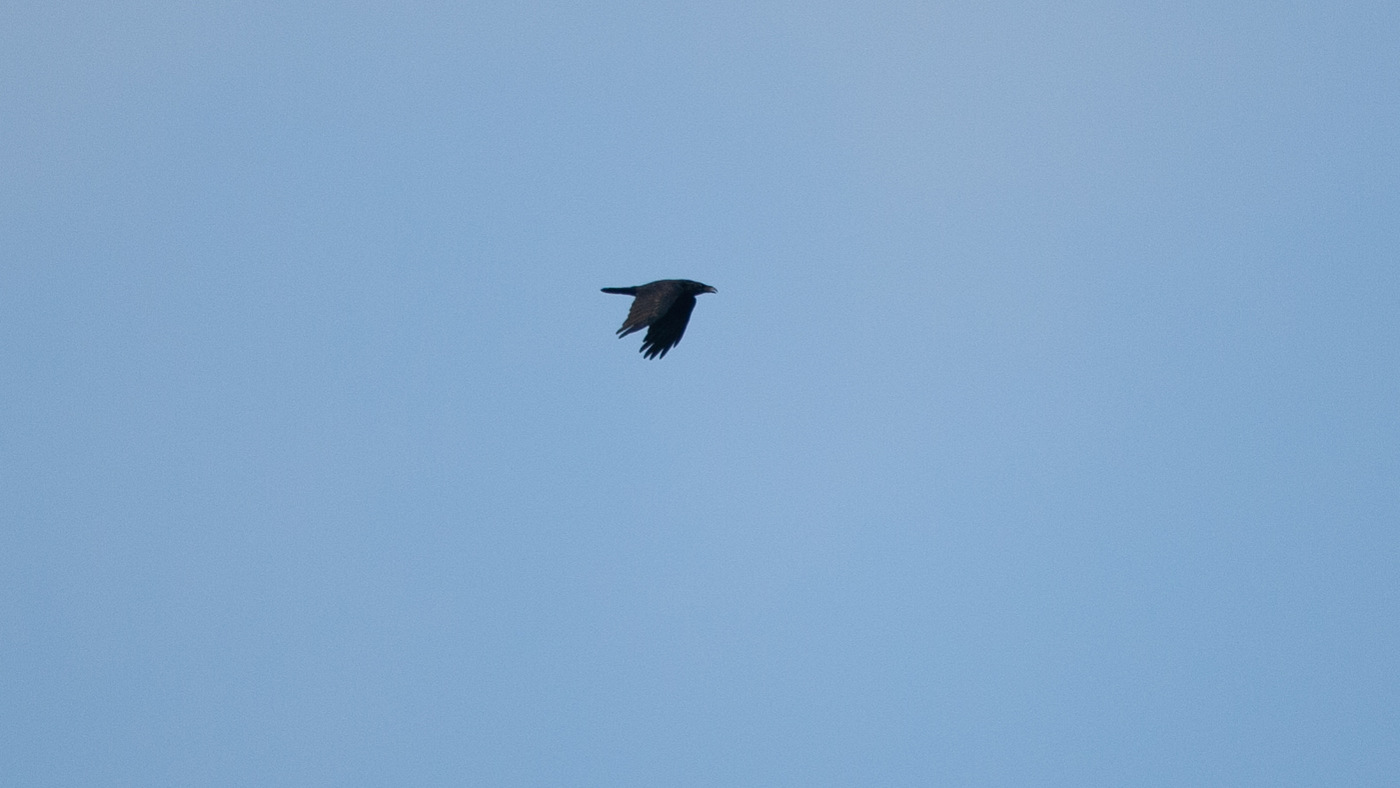 Northern Raven (Corvus corax) - Photo made at the migration site Kamperhoek