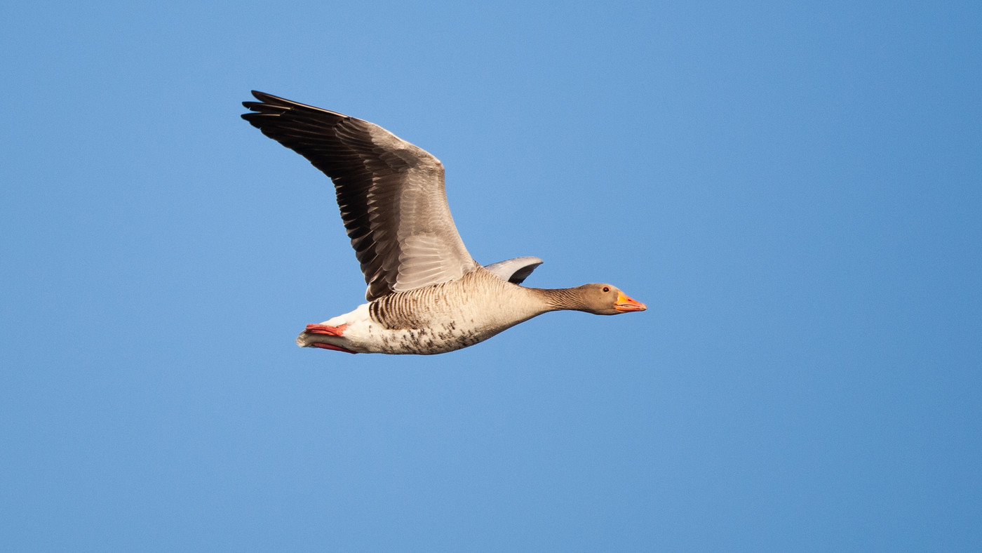 Greylag Goose (Anser anser) - Photo made at the migration site Kamperhoek