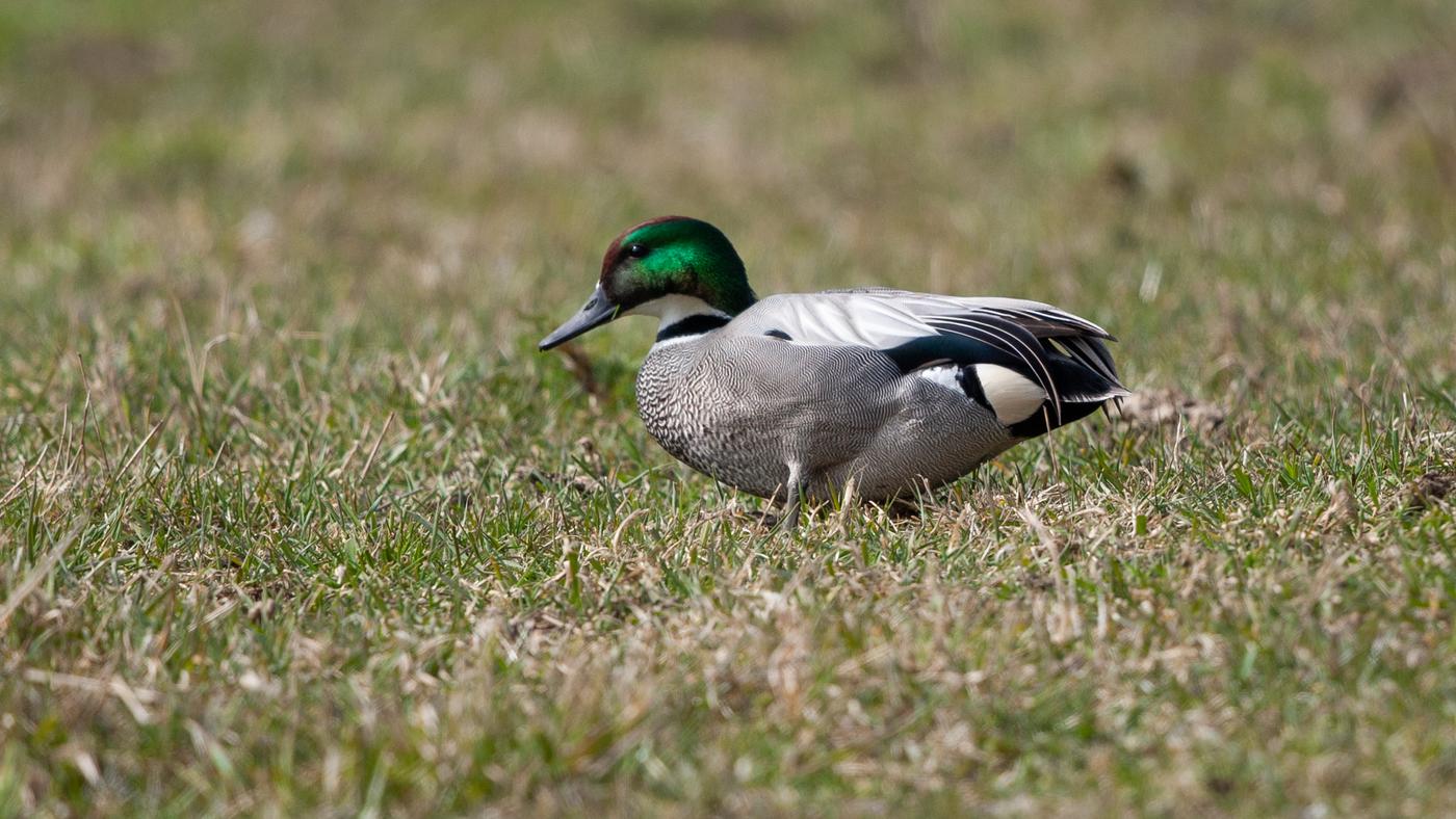 Falcated Duck (Anas falcata) - Picture made in Spijkenisse