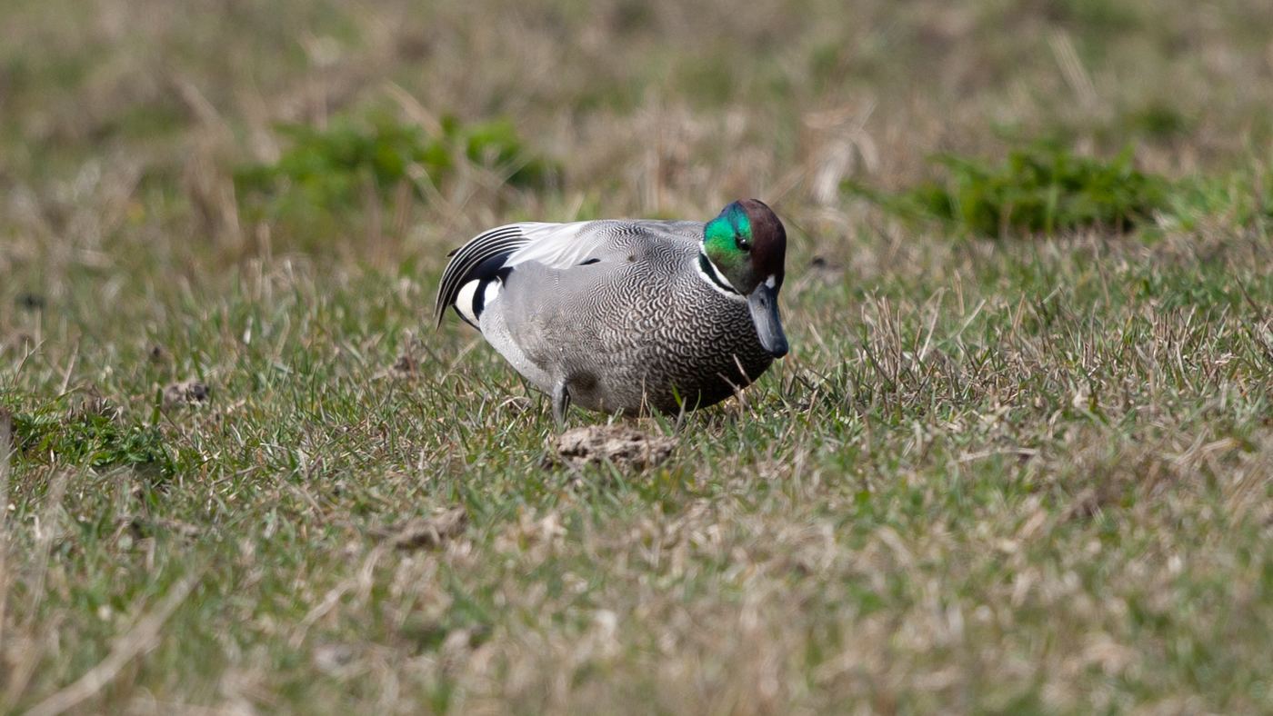 Falcated Duck (Anas falcata) - Picture made near Spijkenisse