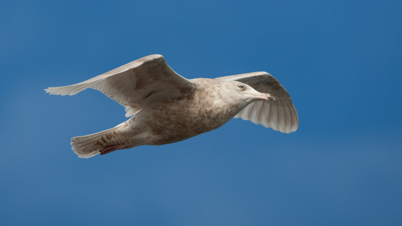 Glaucous Gull (Larus hyperboreus) - Picture taken at the south pier of Scheveningen