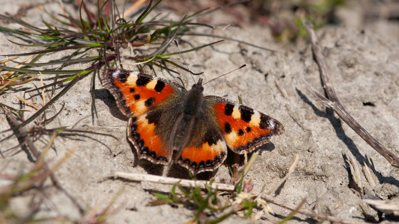 Small Tortoiseshell (Aglais urticae) - Picture made at the Vroon near Westkapelle
