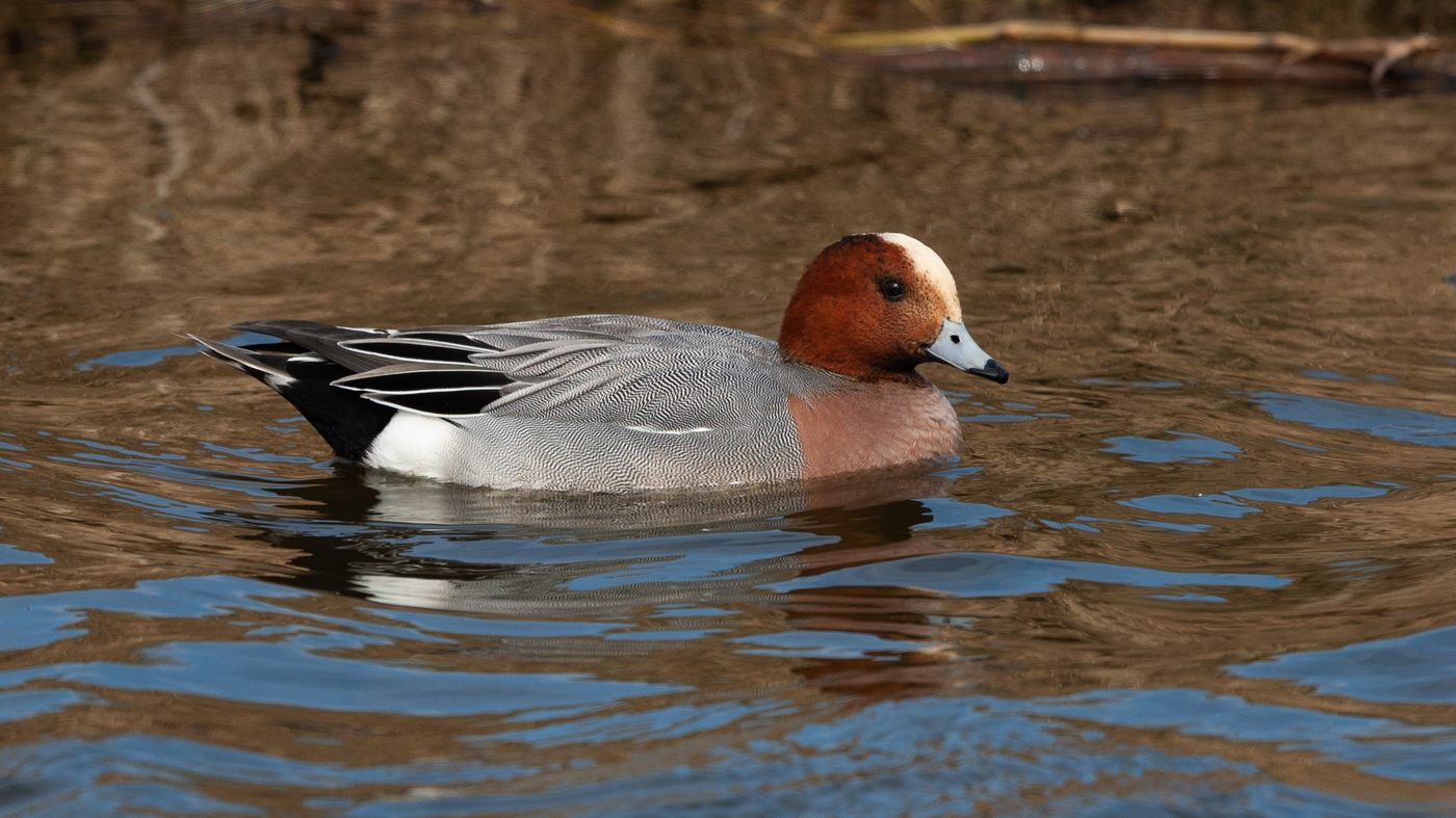 Eurasian Wigeon (Anas penelope) - Picture made near Spijkenisse