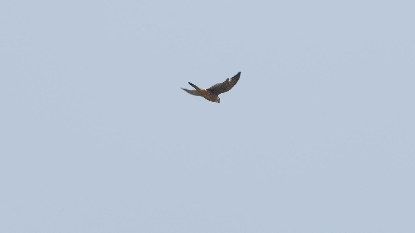 Smelleken (Falco columbarius) - Foto gemaakt op de Kamperhoek