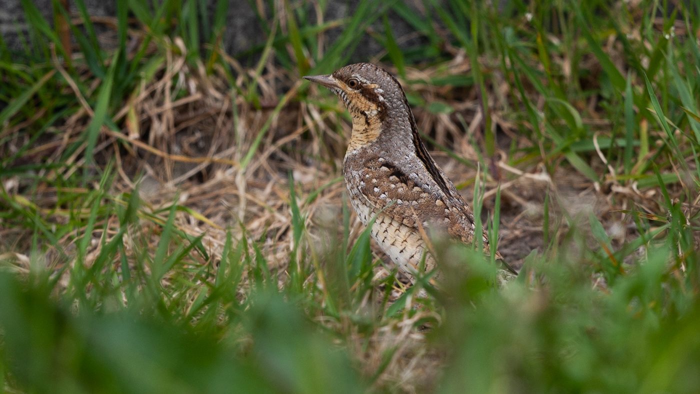 Eurasian Wryneck (Jynx torquilla) - Picture made in Almere