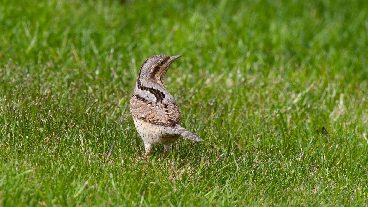 Eurasian Wryneck (Jynx torquilla) - Picture made in Almere
