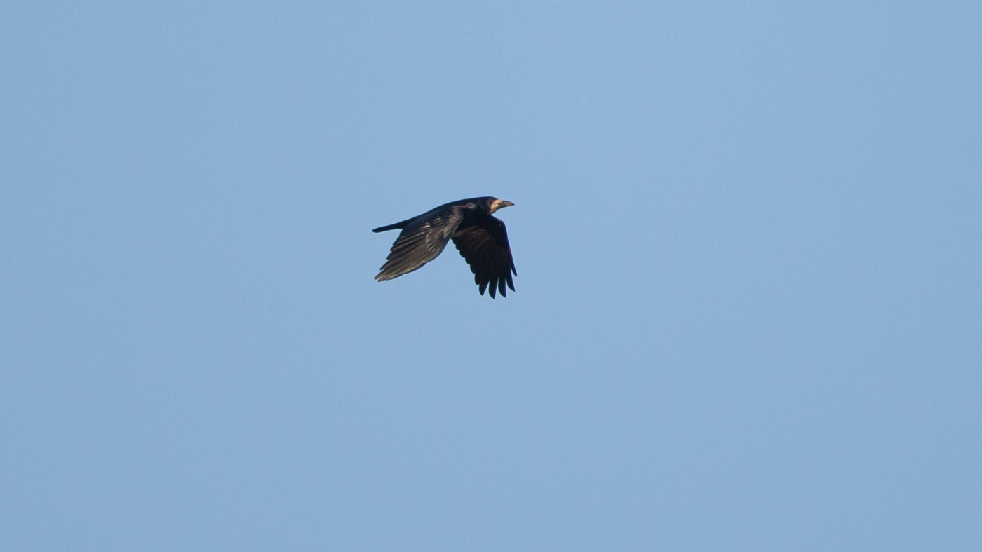Roek (Corvus frugilegus) - Foto gemaakt bij de Kamperhoek