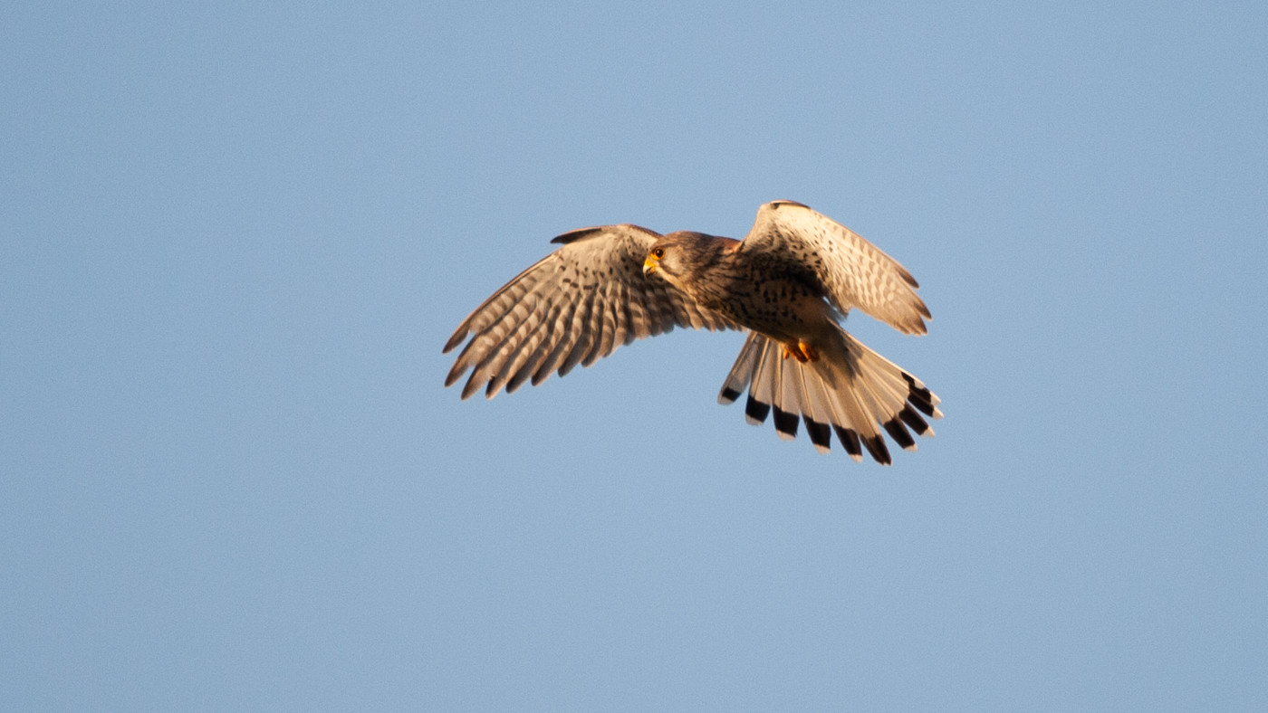 Torenvalk (Falco tinnunculus) - Foto gemaakt bij de Kamperhoek