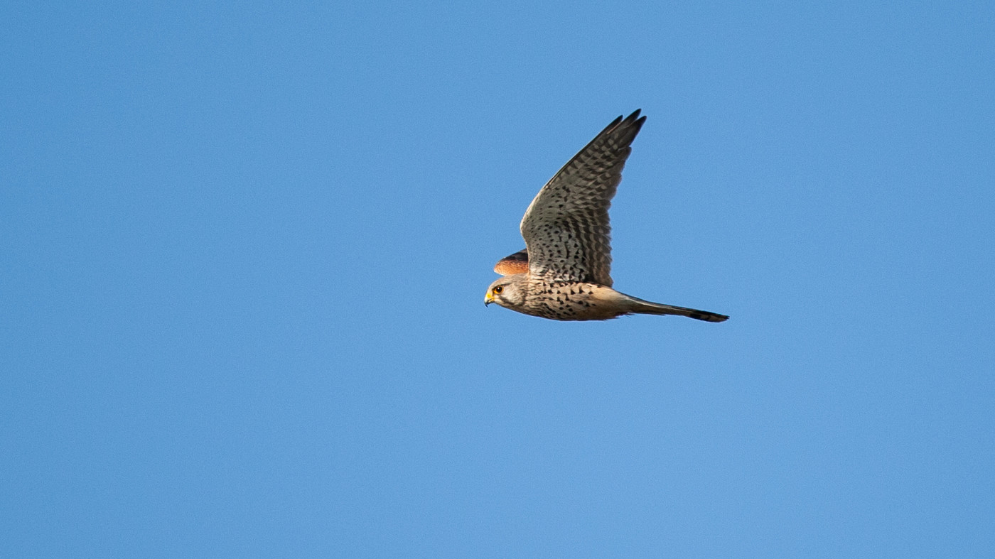 Common Kestrel (Falco tinnunculus) - Picture made at the Kamperhoek
