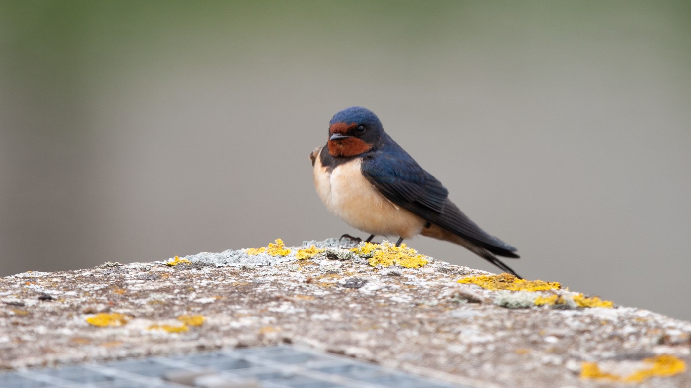 Barn Swallow (Hirundo rustica) - Picture made at the Zuidlaardermeer