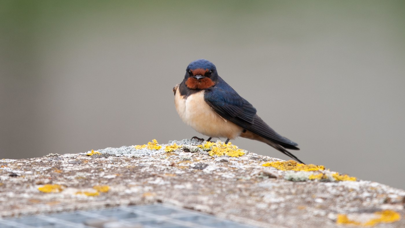 Barn Swallow (Hirundo rustica) - Picture made at the Zuidlaardermeer