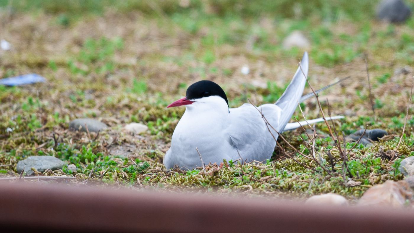 Arctic Tern (Sterna paradisaea) - Picture made in the Eemshaven