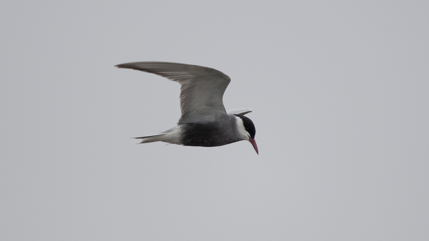 Whiskered Tern (Chlidonias hybrida) - Picture made at the Zuidlaardermeer