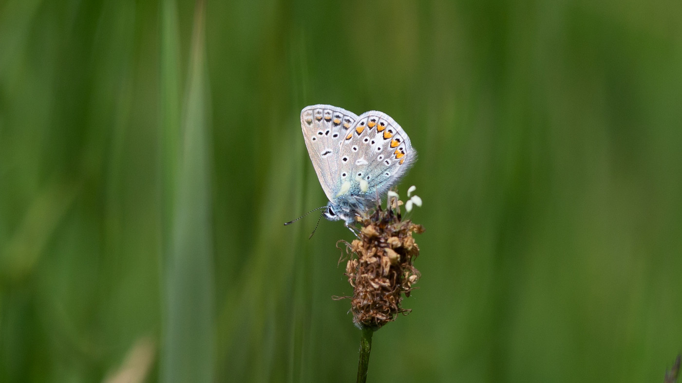 Common Blue (Polyommatus icarus) - Picture made at Montfort