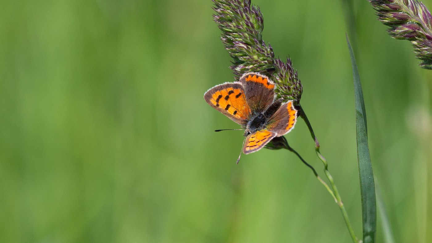 Small Copper (Lycaena phlaeas) - Picture made at Montfort