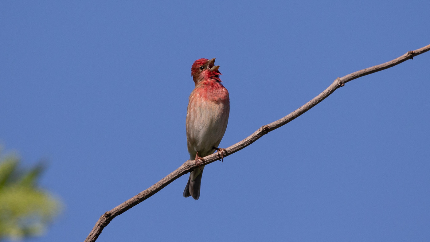 Common Rosefinch (Carpodacus erythrinus) - Picture made at Montfort
