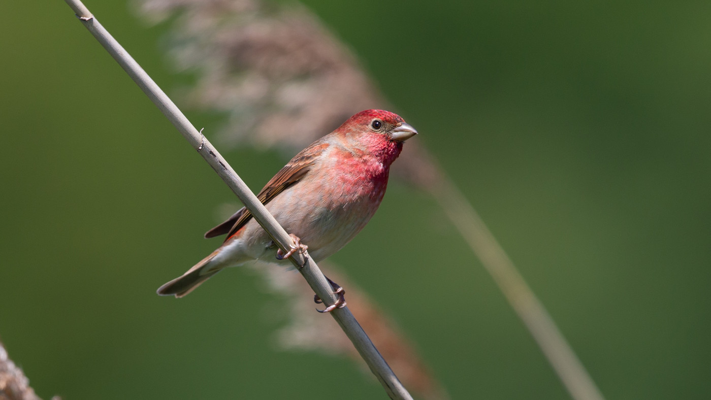 Common Rosefinch (Carpodacus erythrinus) - Picture made at Montfort