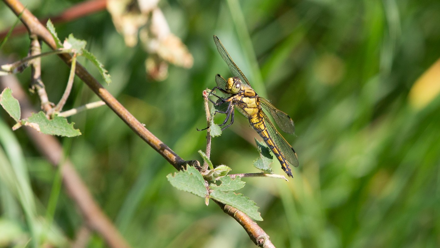Broad-bodied Chaser (Libellula depressa) - Picture made near Weert