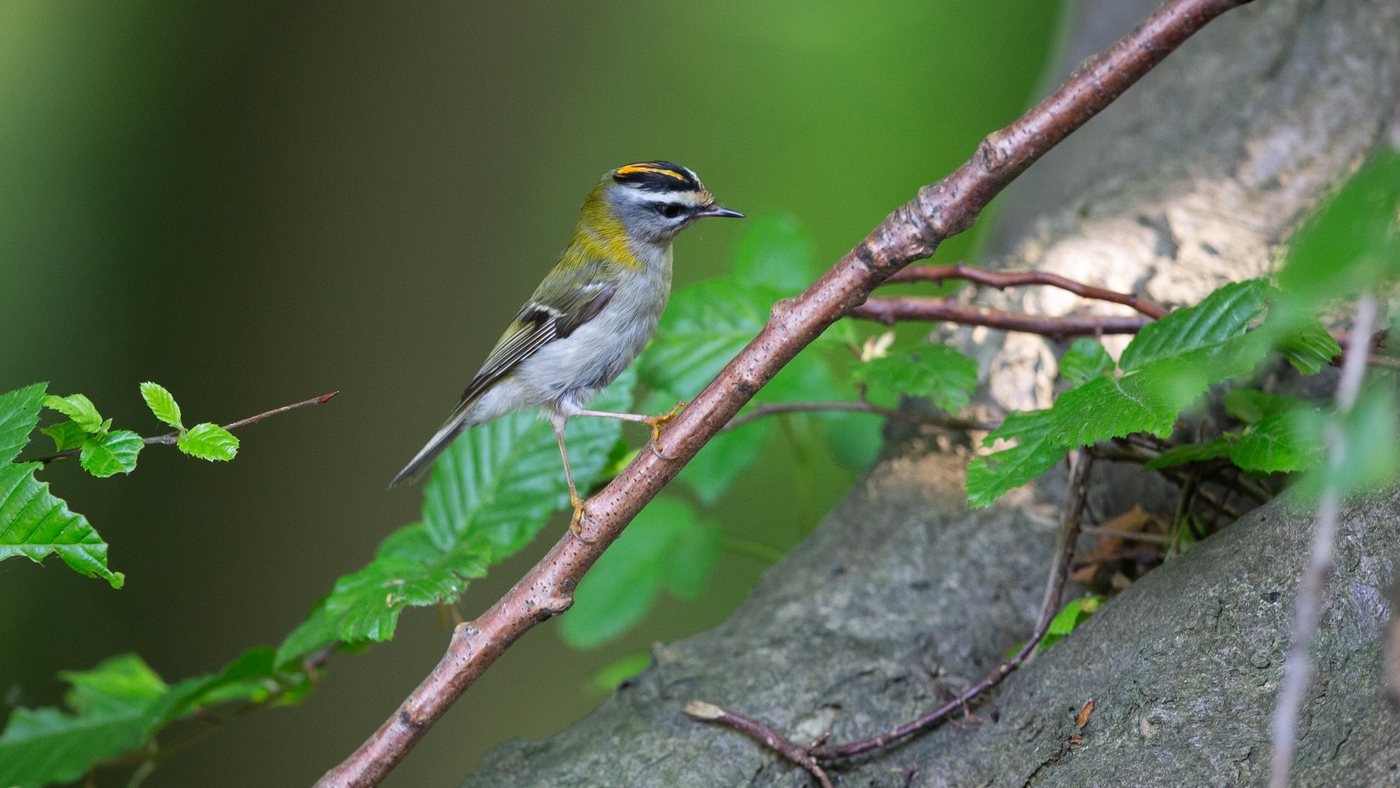Common Firecrest (Regulus ignicapilla) - Picture made near Vaals