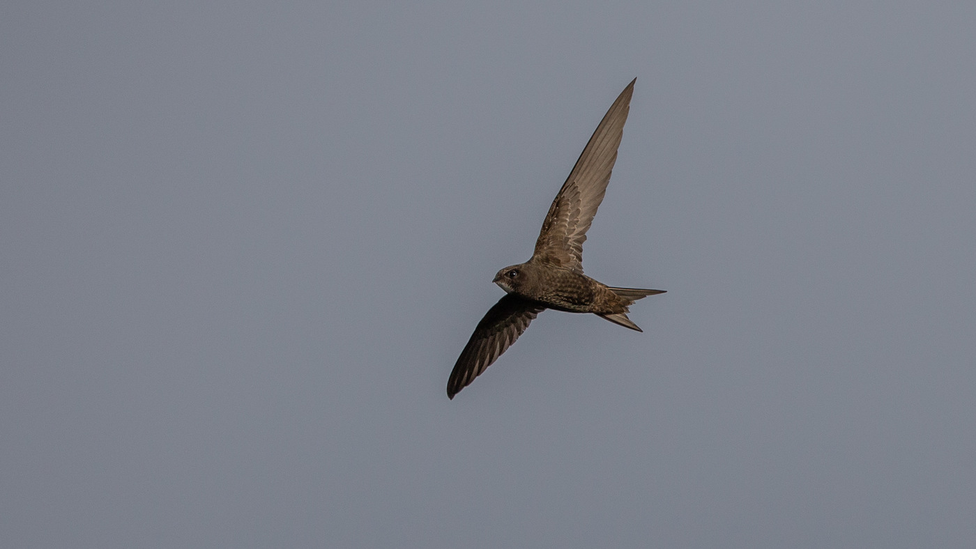 Common Swift (Apus apus) - Picture made in the Zuidlaardermeer