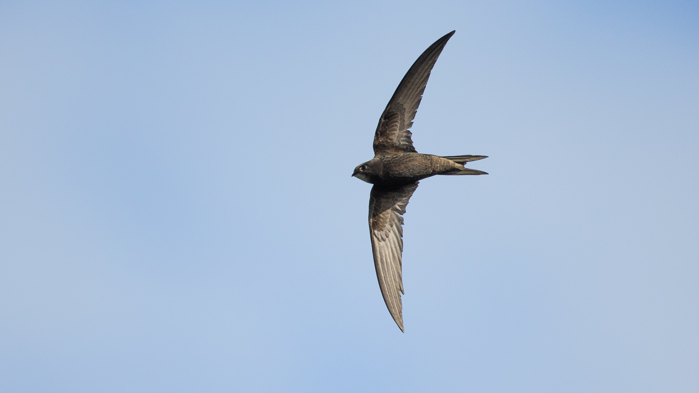 Common Swift (Apus apus) - Picture made in the Zuidlaardermeer