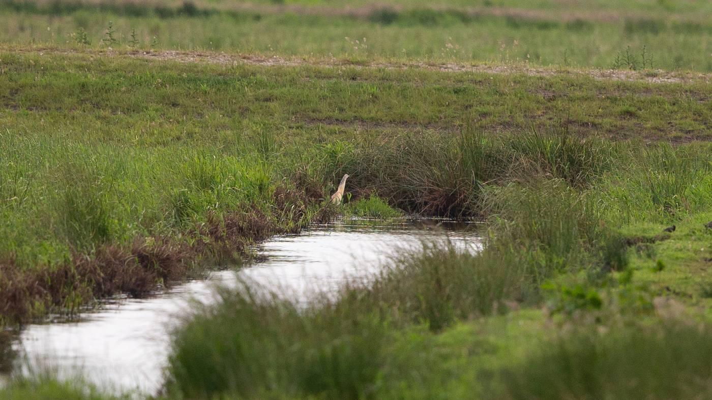Squacco Heron (Ardeola ralloides) - Picture made in the Zuidlaardermeer