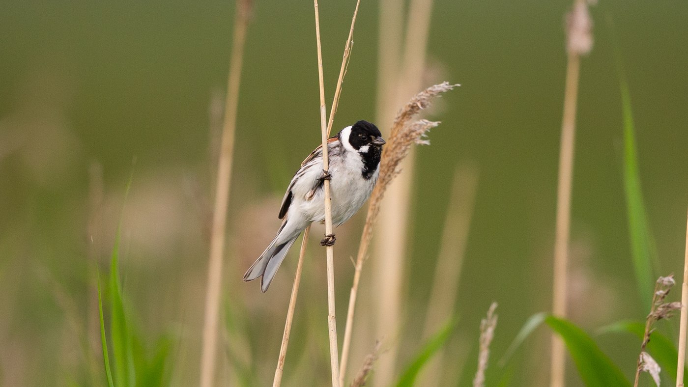 Common Reed Bunting (Emberiza schoeniclus) - Picture made in the Zuidlaardermeer