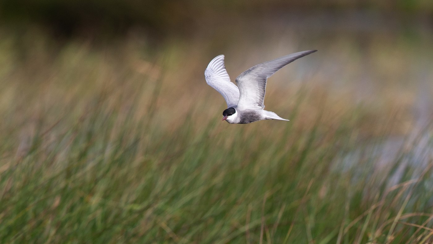 Whiskered Tern (Chlidonias hybrida) - Picture made in the Zuidlaardermeer