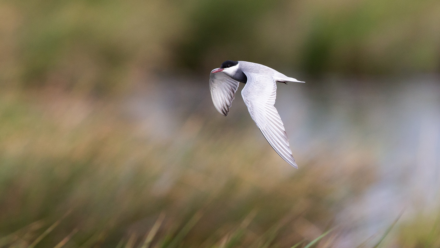 Whiskered Tern (Chlidonias hybrida) - Picture made in the Zuidlaardermeer