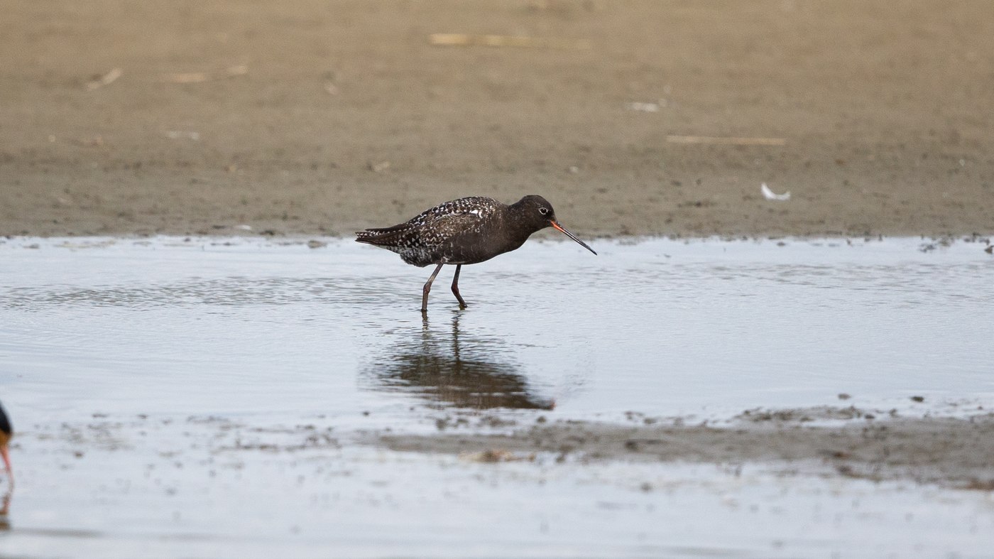 Spotted Redshank (Tringa erythropus) - Picture made in the Lauwersmeer