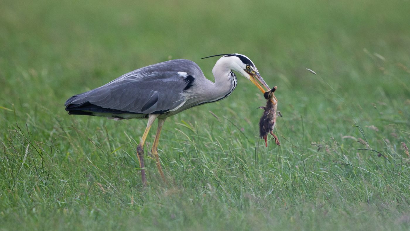 Grey Heron (Ardea cinerea) - Picture made near Hoek van Holland