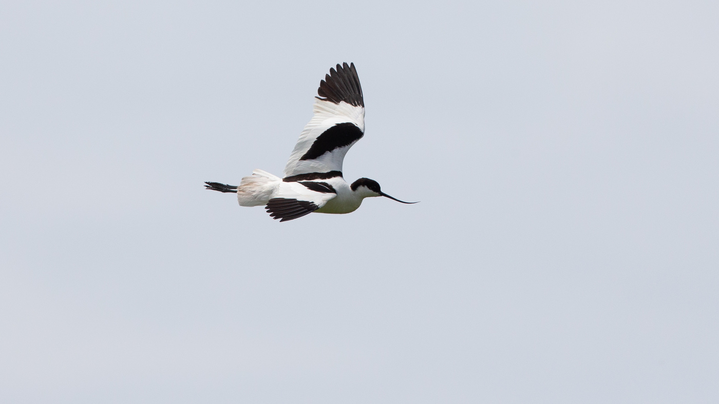 Pied Avocet (Recurvirostra avosetta) - Picture made near Tholen