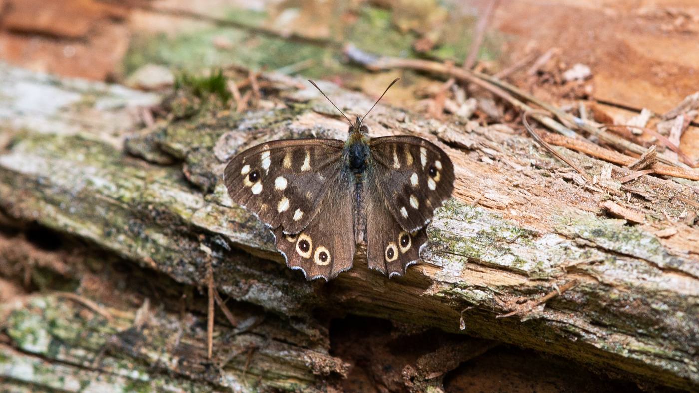 Speckled Wood (Pararge aegeria) - Picture made at Fochteloërveen
