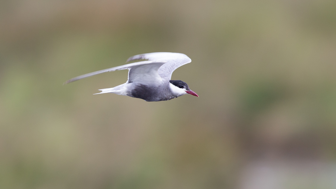Whiskered Tern (Chlidonias hybrida) - Picture made at the Zuidlaardermeer