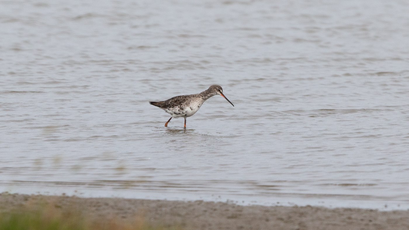 Spotted Redshank (Tringa erythropus) - Picture made at the Breebaartpolder
