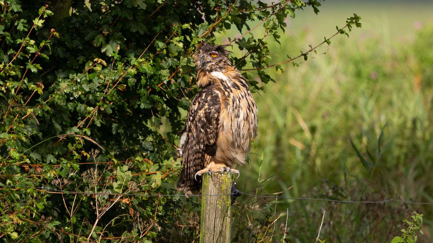Eurasian Eagle-Owl (Bubo bubo) - Picture made at the Lauwersmeer