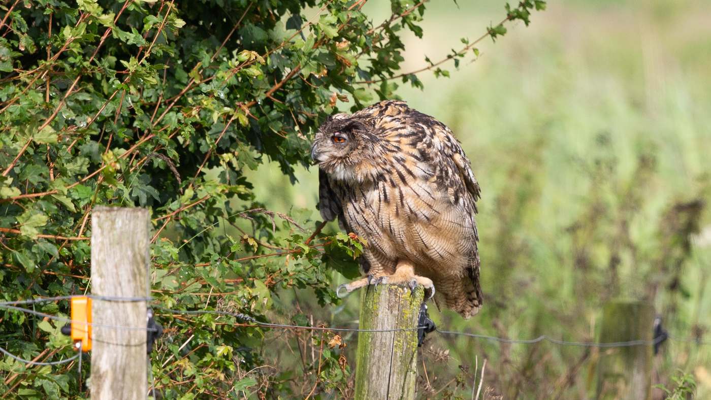 Eurasian Eagle-Owl (Bubo bubo) - Picture made at the Lauwersmeer