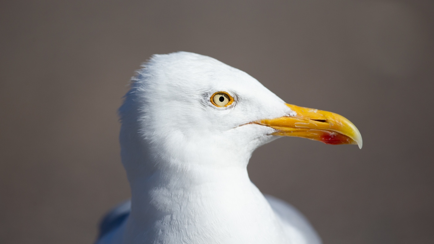 European Herring Gull (Larus argentatus) - Picture made in Den Helder