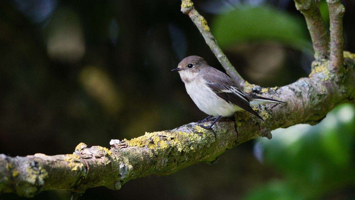 European Pied Flycatcher (Ficedula hypoleuca) - Picture made at Texel